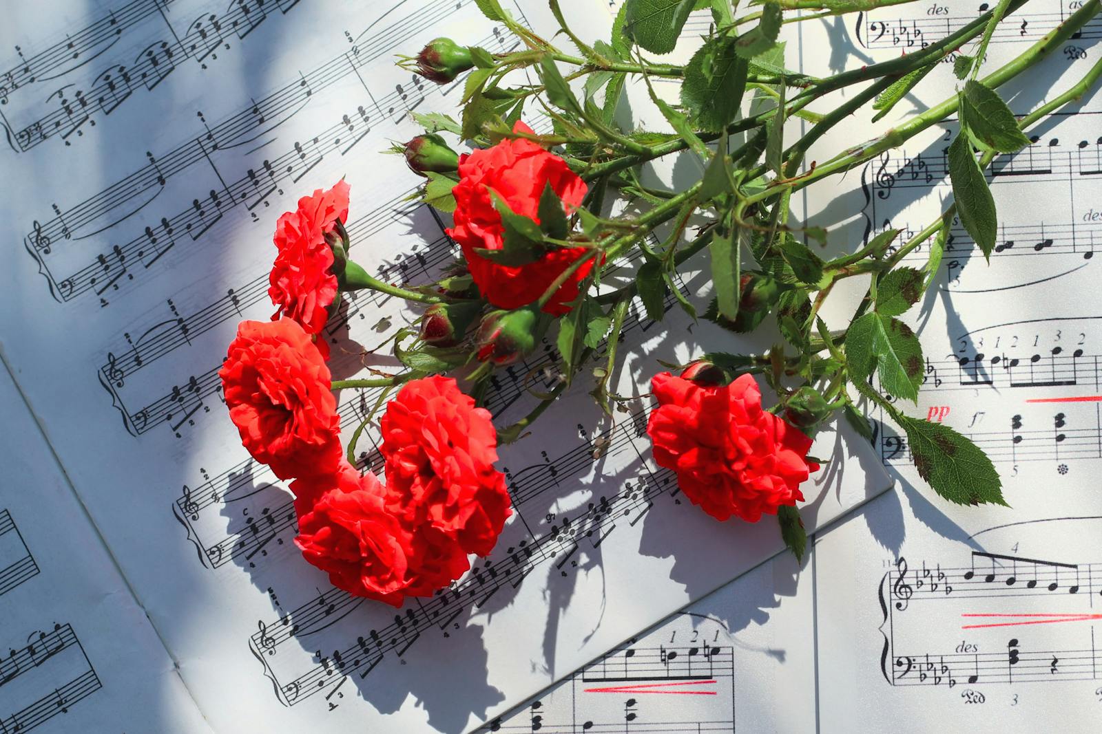 Aesthetic red roses laid over sheet music pages under natural light.